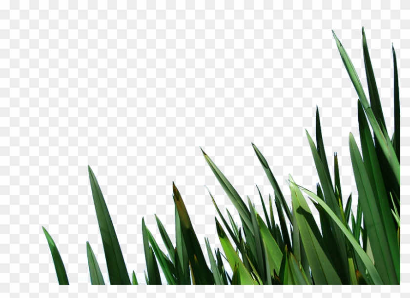 Free Clip Art Blades Of Grass Image Information - Grass - Png Download #4918237