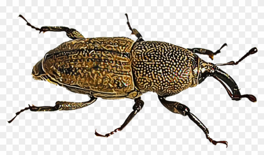 Lawn Pests Because Both The Adult Insect And Its Immature - Weevil Clipart