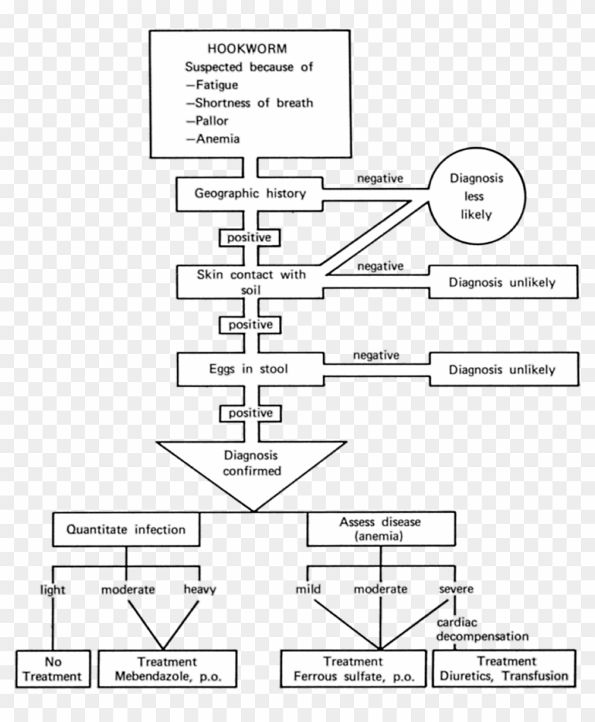 Cdc Hookworm Treatment Protocol - Hookworm Disease Algorithm Clipart