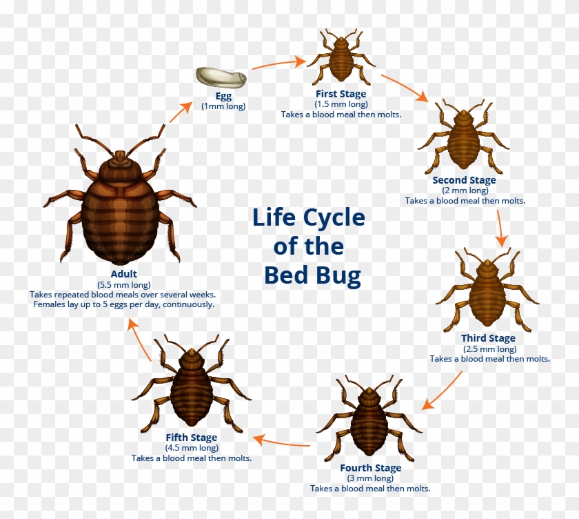 Bed Bug Facts - Bed Bug Female Clipart #4919070