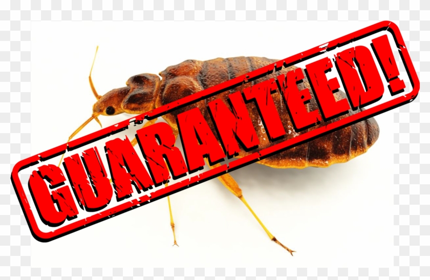 We Work Quickly And Effectively With As Little Disruption - Insect Clipart