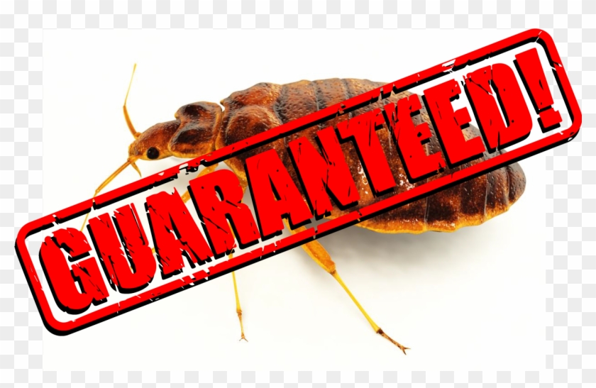 We Work Quickly And Effectively With As Little Disruption - Insect Clipart #4919362