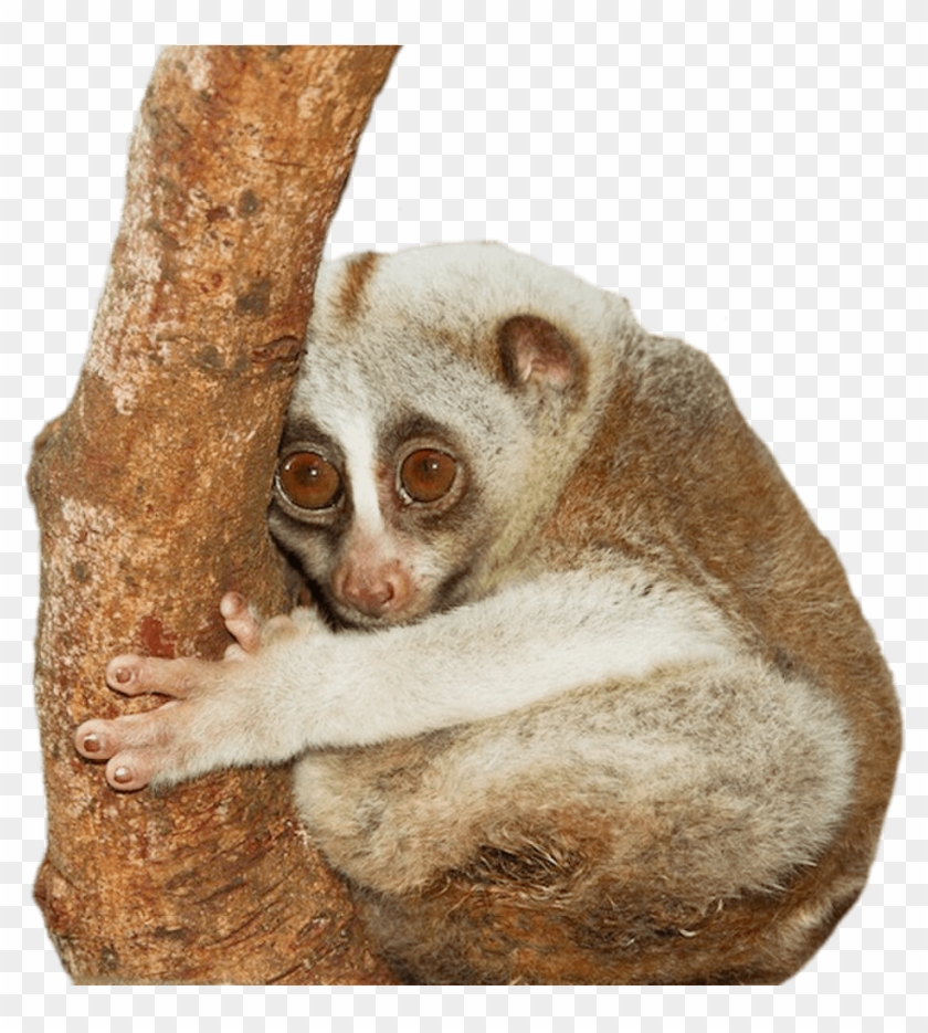 Animals - Small Animals In Thailand Clipart