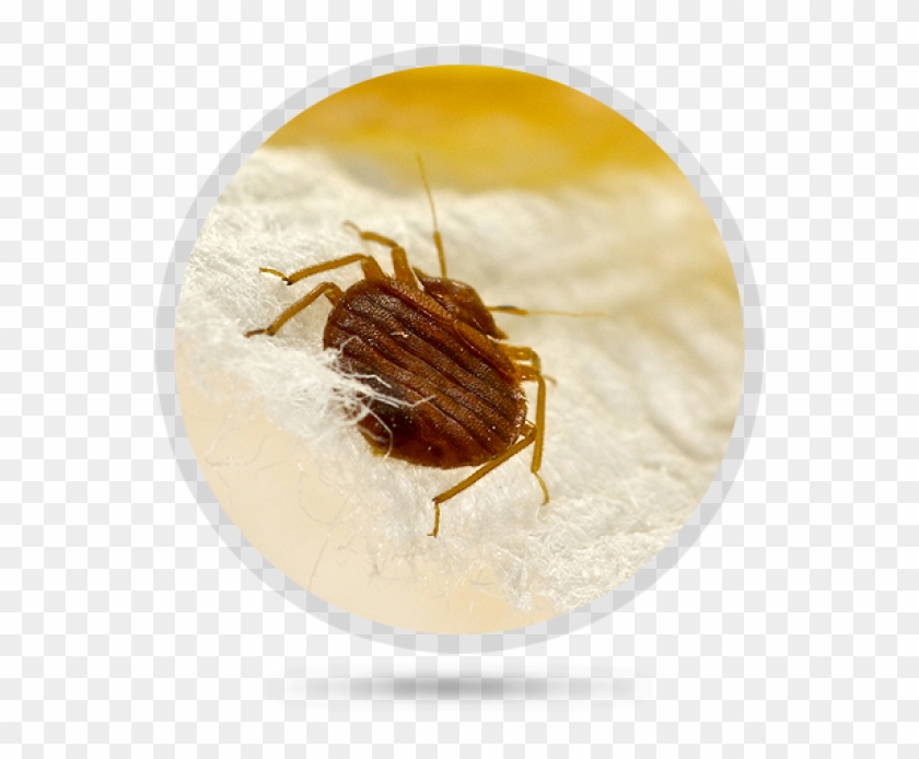 Common Texas Little House Bugs Clipart