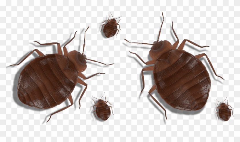 Cockroach Clipart #4919906