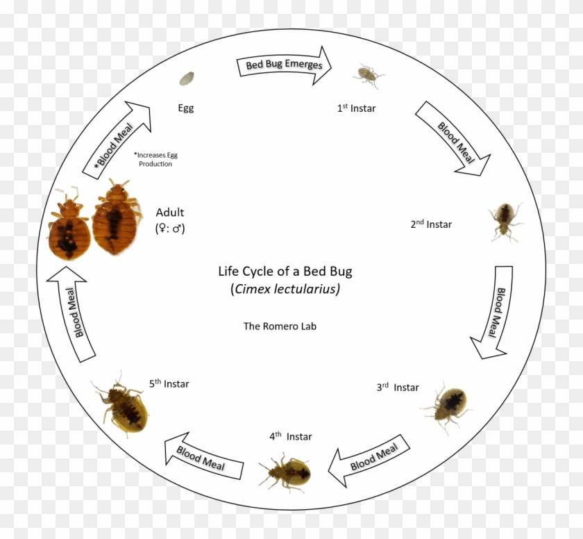 Circle Clipart #4920522