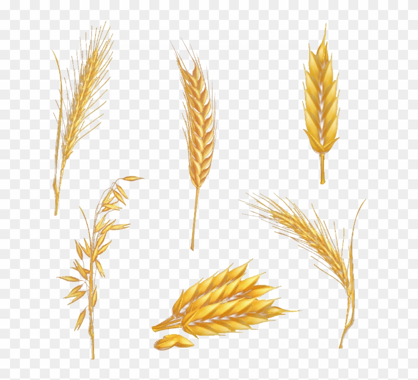 Clip Art Transprent - Wheat Stalk - Png Download
