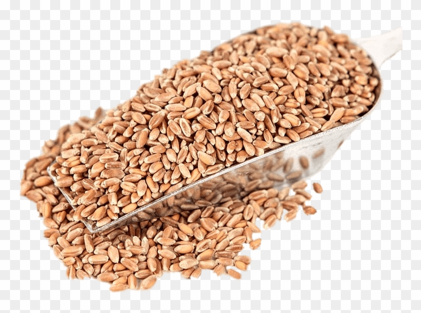 Food - Wheat Clipart
