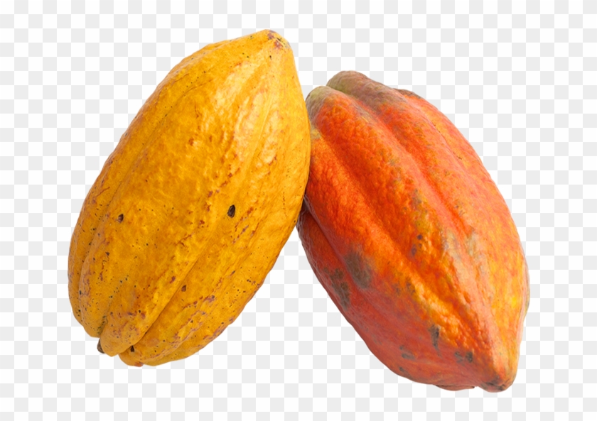 Cacao Png - Cocoa Fruit Png Clipart #4921171
