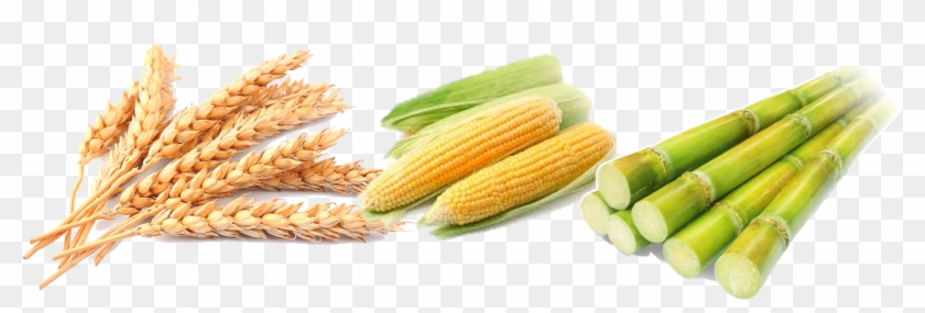 Corn Png Wheat - Cereal Png Clipart #4921197
