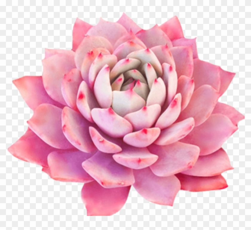 #bloom #pink #frame #flower #border #flowers #white - White Mexican Rose Clipart