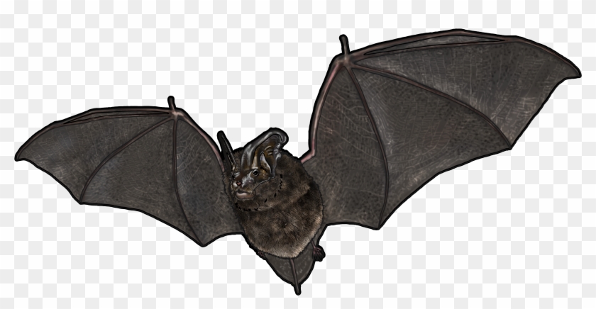 Murciélagos Del Bosque - Little Brown Myotis Clipart #4922537