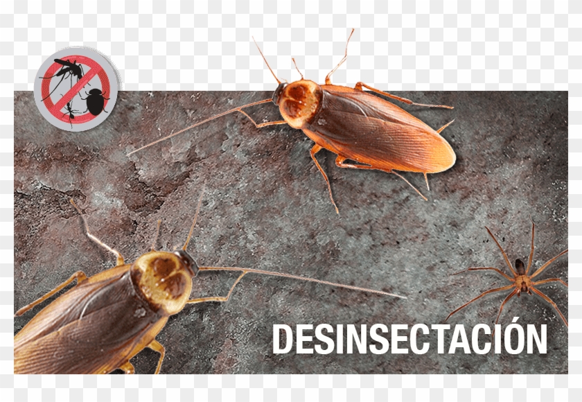 Porque Es Tu Casa Y No La De Ellos - Cockroach Clipart #4923160