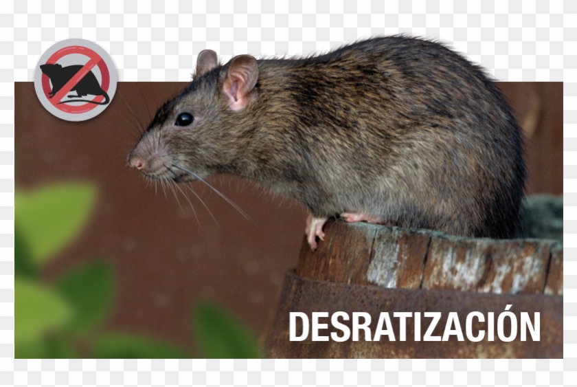 Porque Es Tu Casa Y No La De Ellos - Rats In South Dakota Clipart #4923354