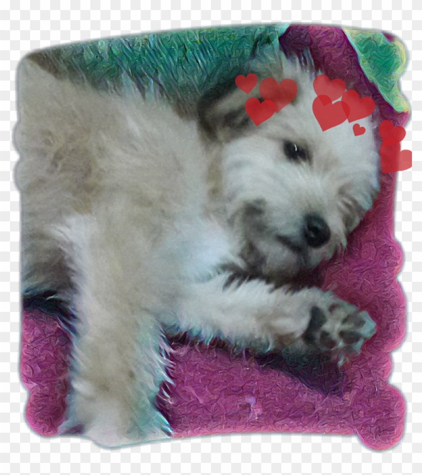 Soldado😂💕 Sticker - Companion Dog Clipart #4924634