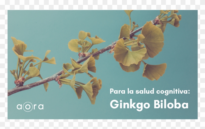 Carta Para Las Mujeres - Crape Myrtle Clipart #4925460