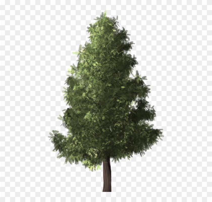Pino Png - Evergreen Tree Png Clipart #4925748