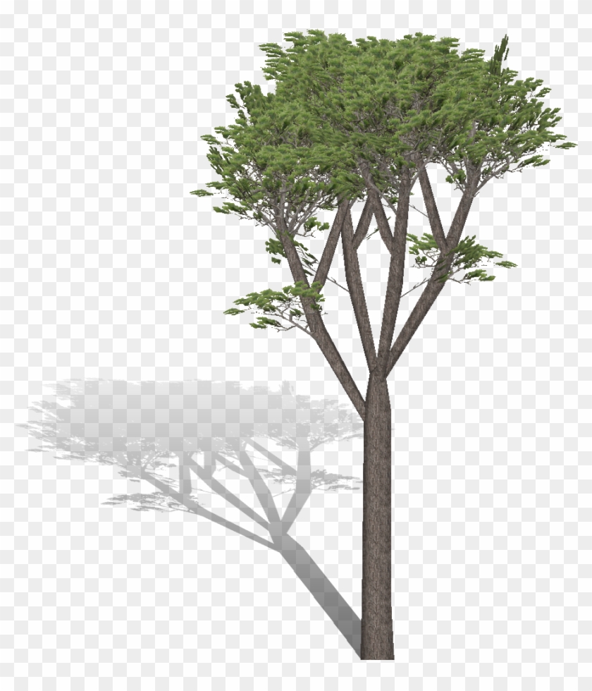 Pino Piñonero Png - Pino Mediterraneo Png Clipart