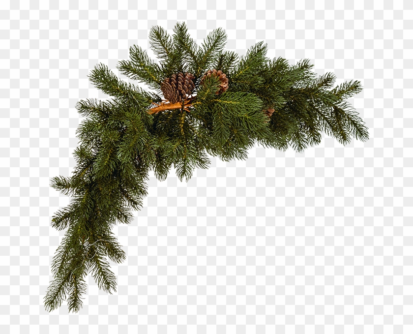 Caja De Ramas De Pino - Pine Clipart