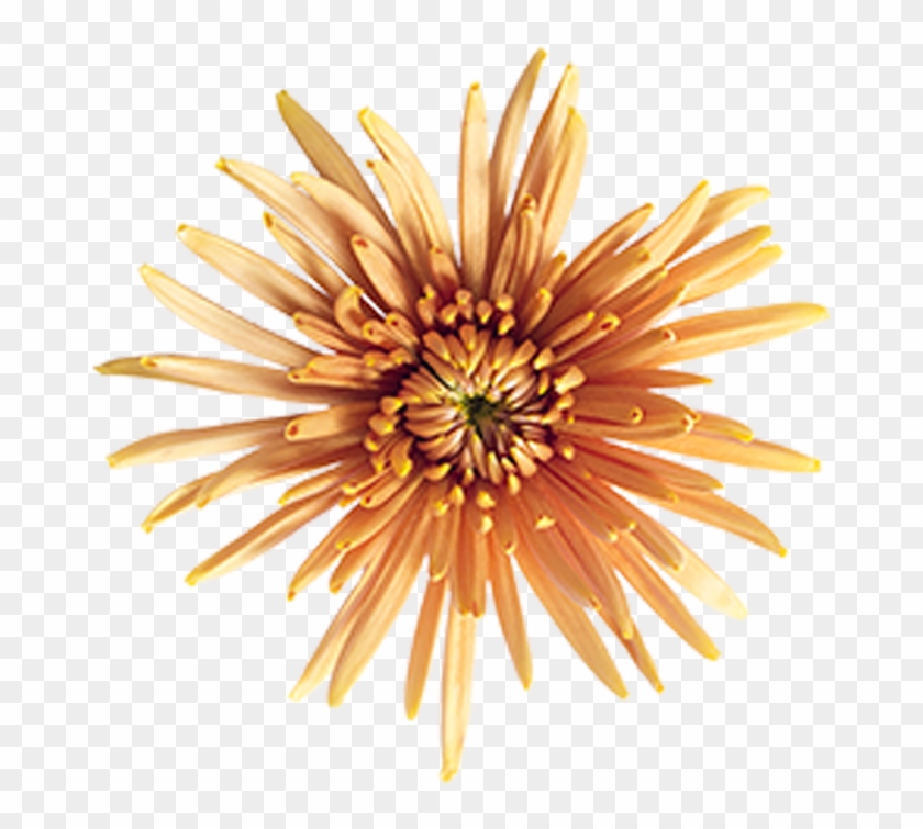 Bronze Fuji Mingus Bronze Fuji Mingus - Marine Invertebrates Clipart