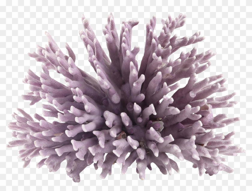 Exquisite Beautiful Piece Of - Coral Transparent Clipart