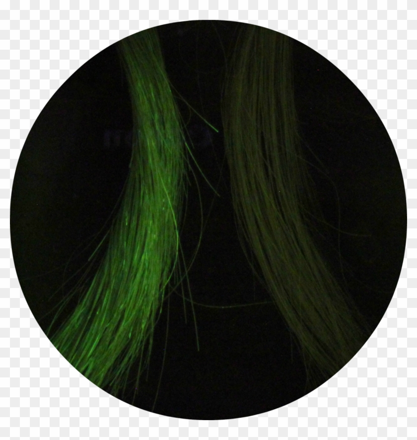 How To Prove It Take Two Clamps Of Hair And Incubate - Lace Wig Clipart #4928140