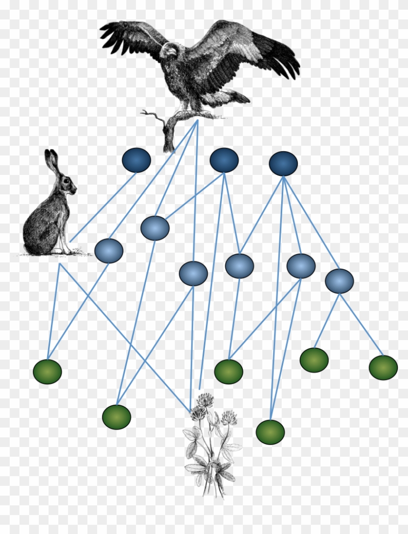 Ecological Networks Describe Who Interacts With Whom - Raven Clipart #4928209