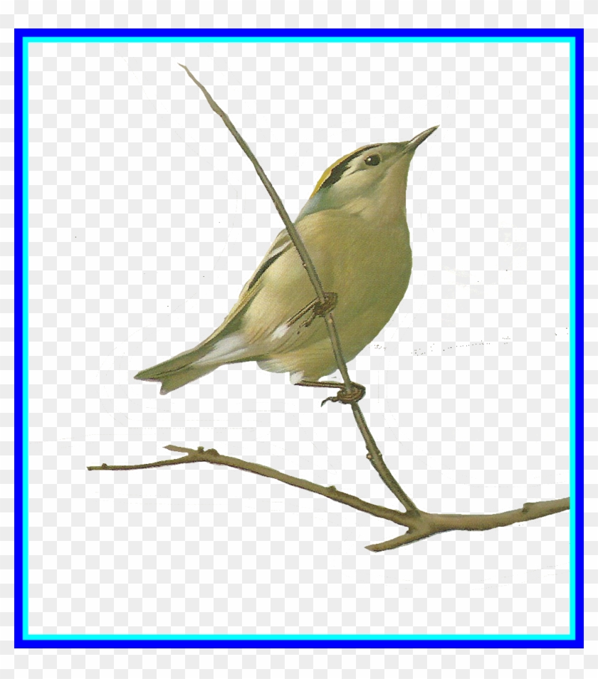 The Best Drawing U - Old World Flycatcher Clipart