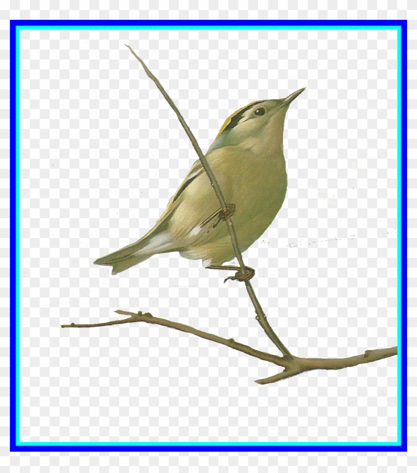 The Best Drawing U - Old World Flycatcher Clipart #4928515