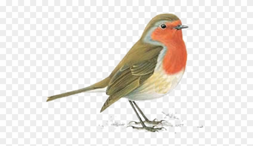 Hadas Y Duendes Clipart - Robin Bird Clipart - Png Download #4928662