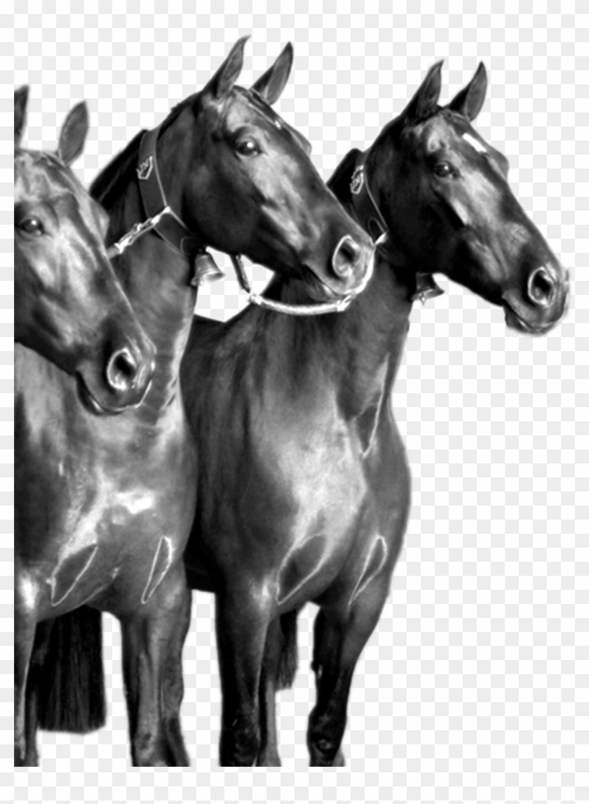 Yeguada Soto Gil Was Founded By José María Castillo - Sorrel Clipart