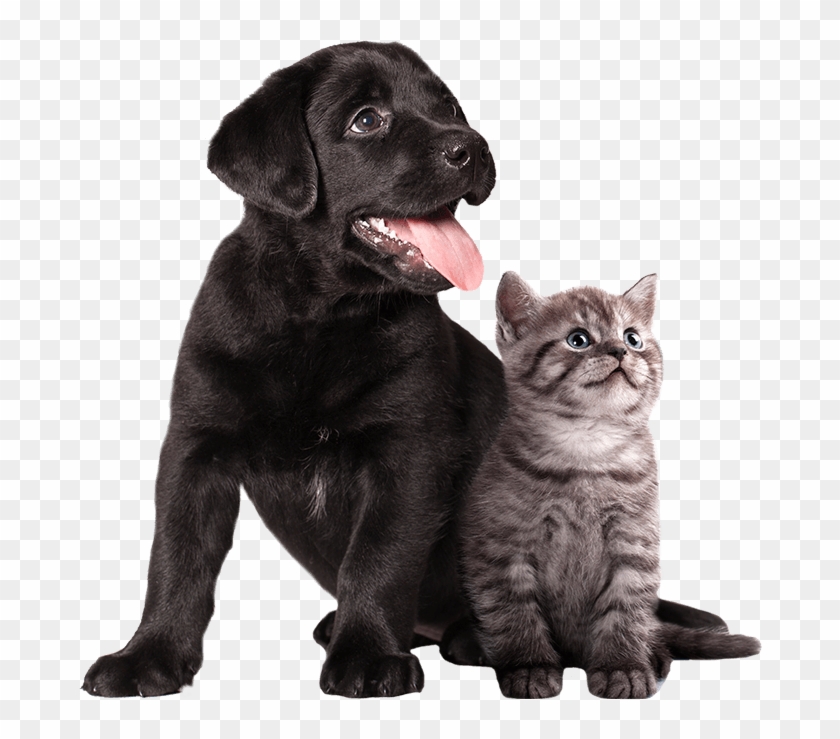 Veterinaria La Herradura - Höhle Der Löwen Hunde Beruhigen Clipart #4929697