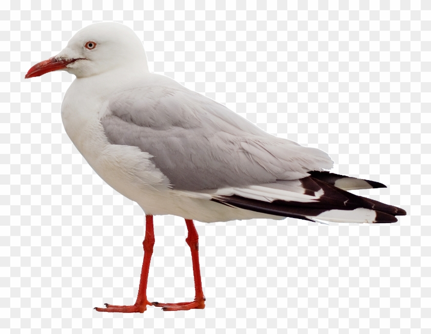 Ulanqle - Чайка Клипарт Clipart
