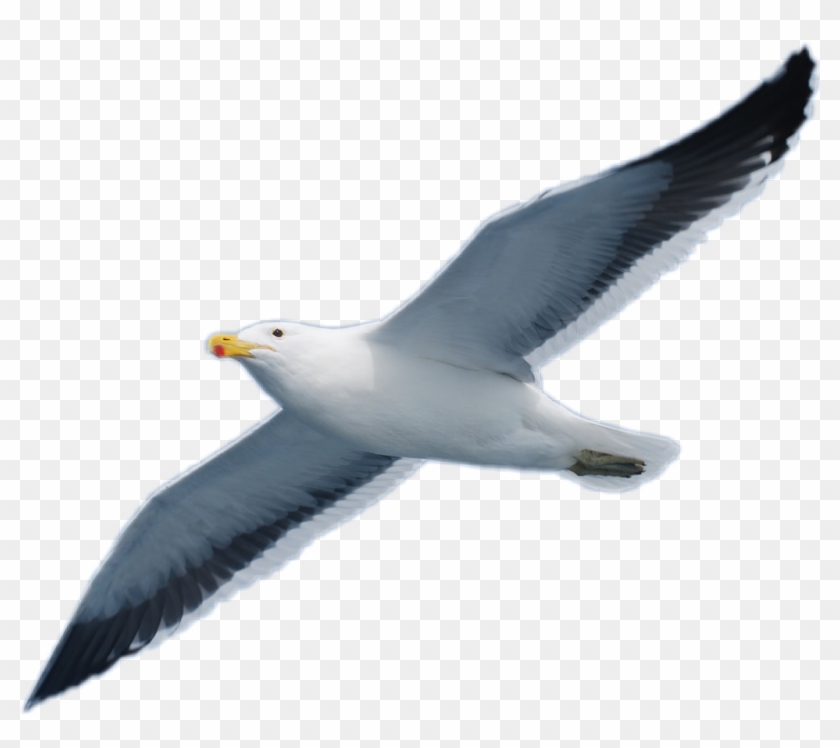 Seagull Sticker - Great Black-backed Gull Clipart
