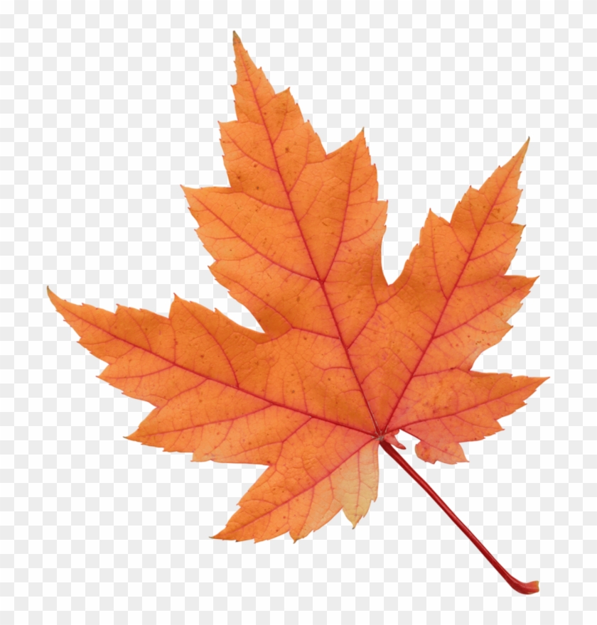 Фото, Автор Ladylony На Яндекс - Fall Leaf Transparent Background Clipart