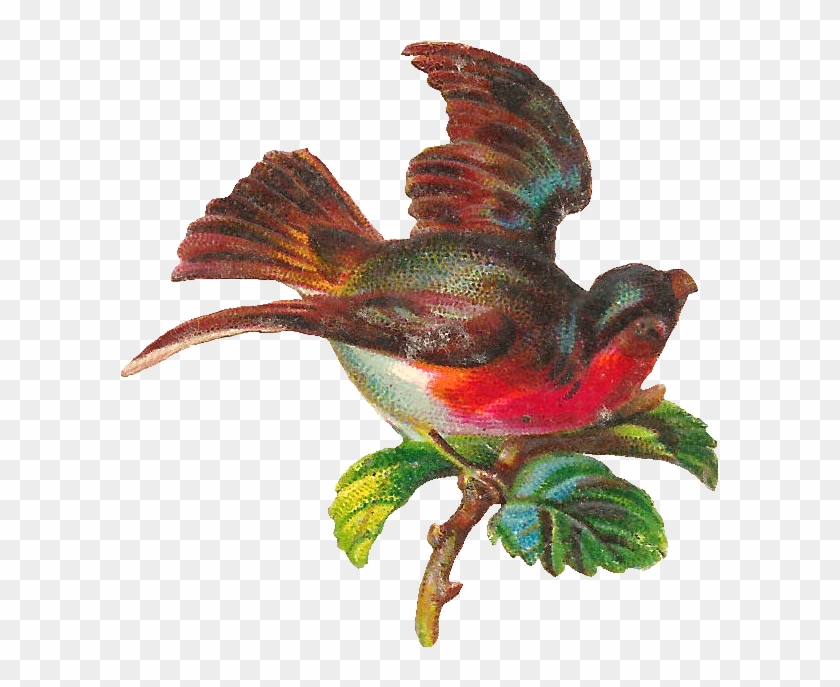 This Is A Delightful Piece Of Digital Bird Clip Art - Hummingbird - Png Download #4936589
