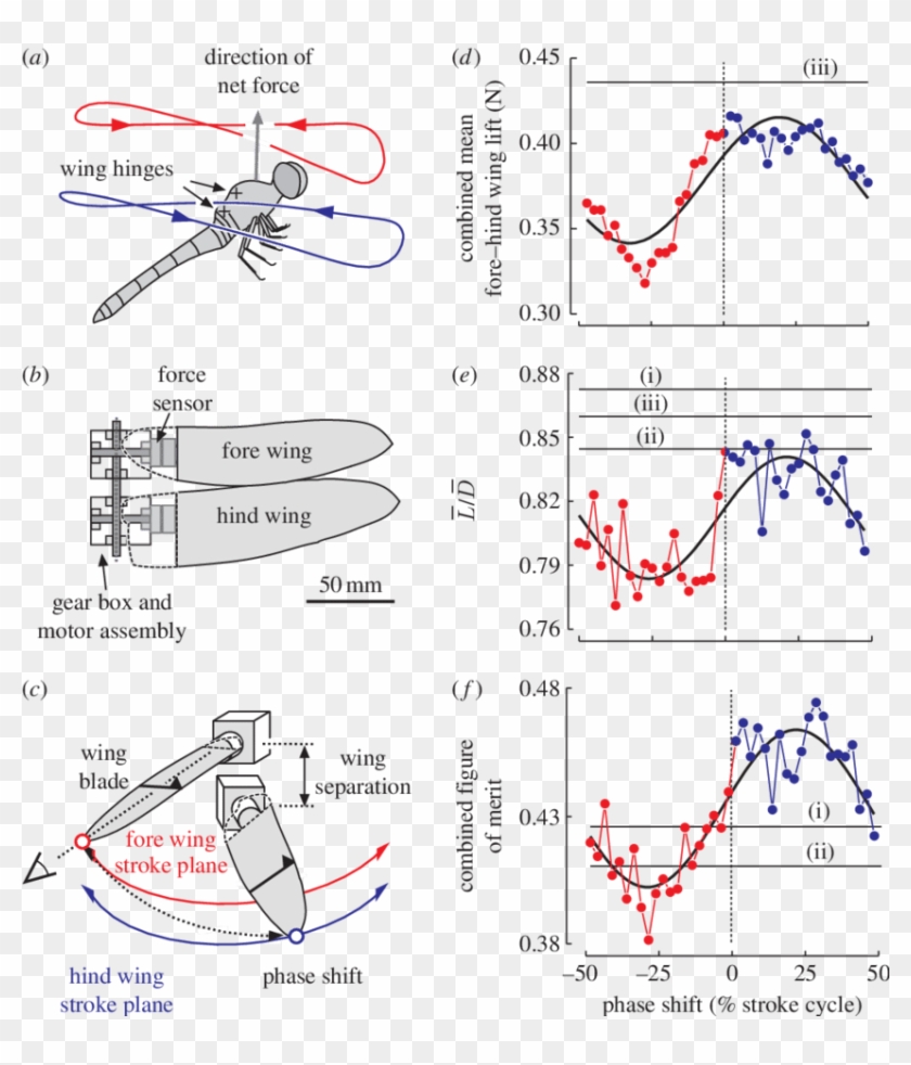 The Mechanical Dragonfly And Results Derived From Force - Flapping Flight Figure Of Merit Clipart