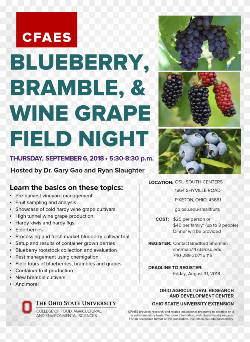 Blueberry, Bramble, & Wine Grape Field Night - Liar Clipart - Png Download