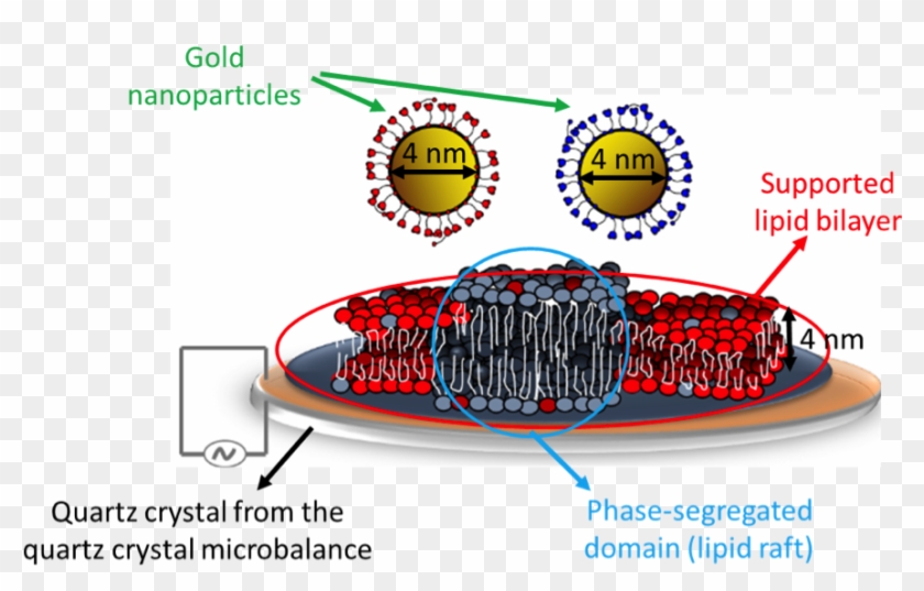 A John Madden-style Breakdown Of The Important Players - Circle Clipart