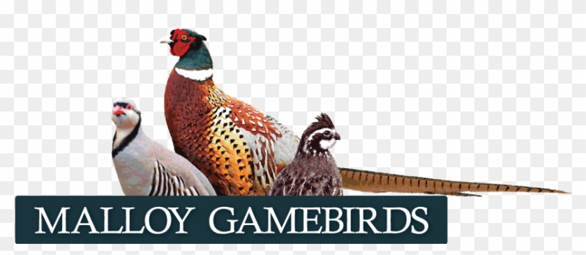 Iowa Bobwhite Quail, Pheasant And Chukar - Australian Broadcasting Corporation Clipart