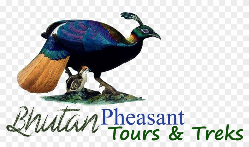 Bhutan Pheasant Tours & Treks Are Carefully Researched - Animal Figure Clipart #4944072
