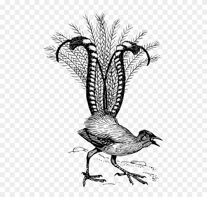 Superb Lyre Bird Sketches Clipart