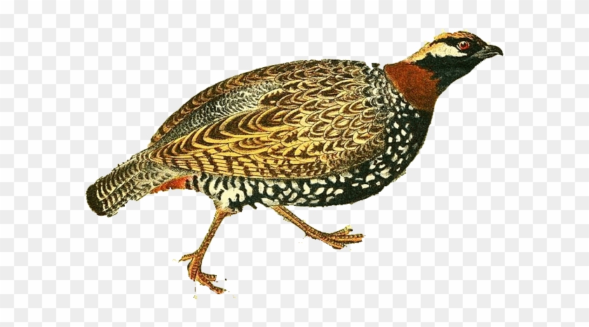Commonfrancolin - Pheasant Clipart #4945120