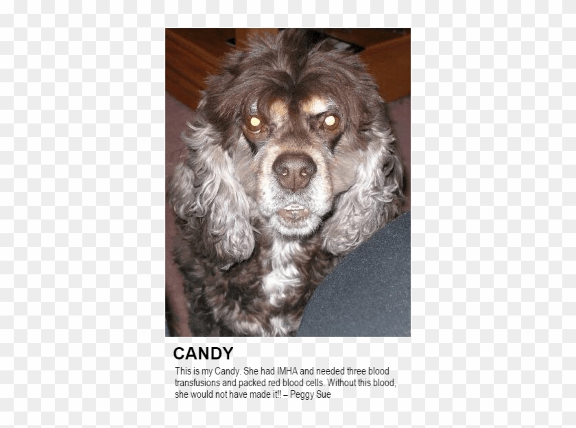 Candy - Web - Labradoodle Clipart