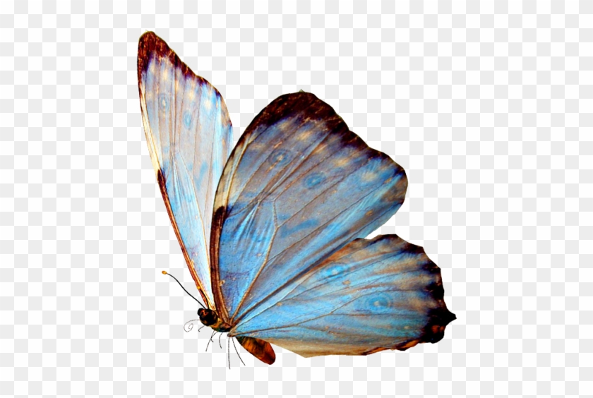 Http - //www - Renders-graphiques - Fr/image/upload/ - Butterfly Painting Png Clipart