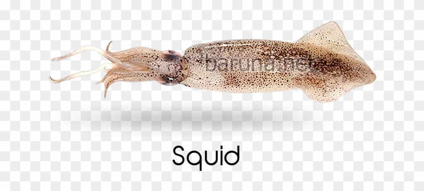Science Name - Giant Squid Clipart #4949423