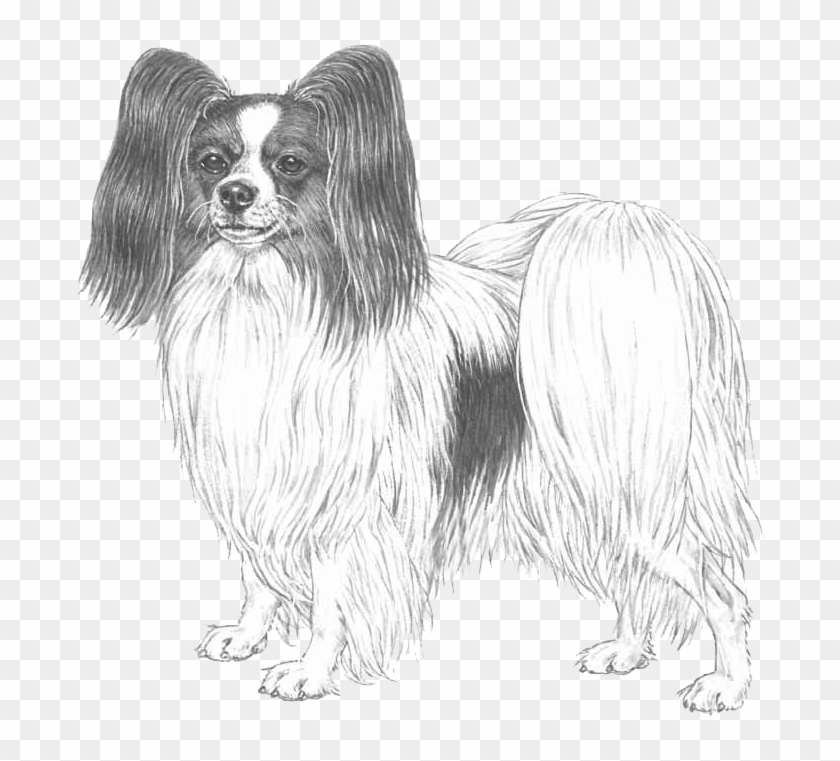 Papillon Clipart #4949552