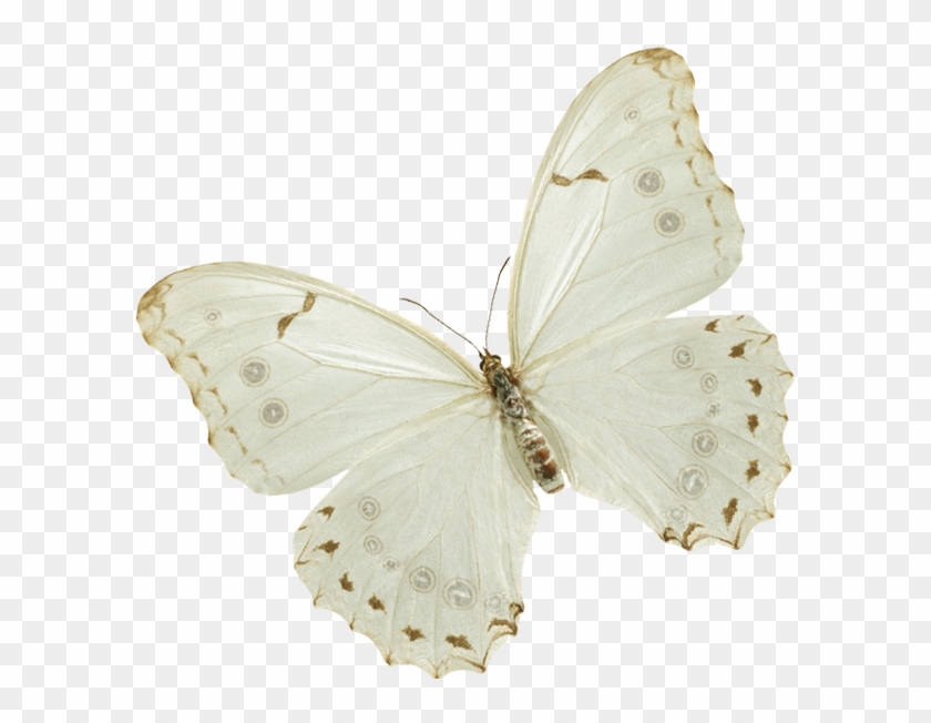 Papillon , Png Download - Brush-footed Butterfly Clipart #4949732