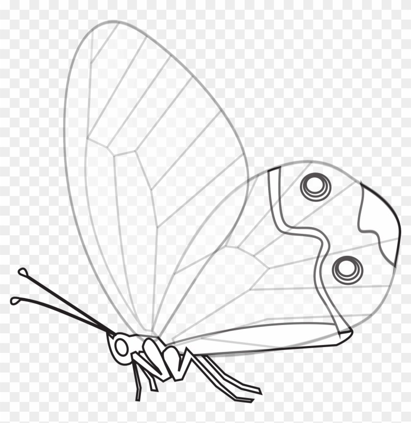 Papillon Transp Butterfly Black White Line Art 1969px - Butterfly Clipart #4949857