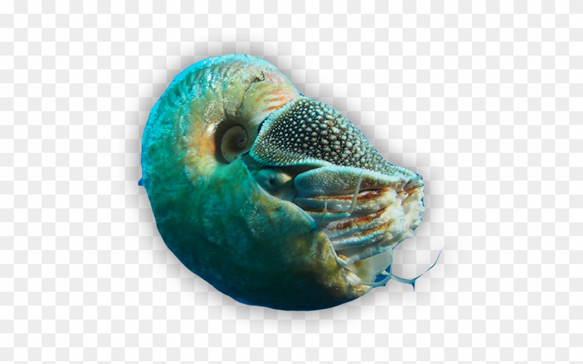The Nautilus Is A Cephalopod A Family Including Octopi, - Marine Biology Clipart